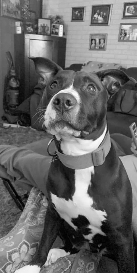 Pet44.jpg